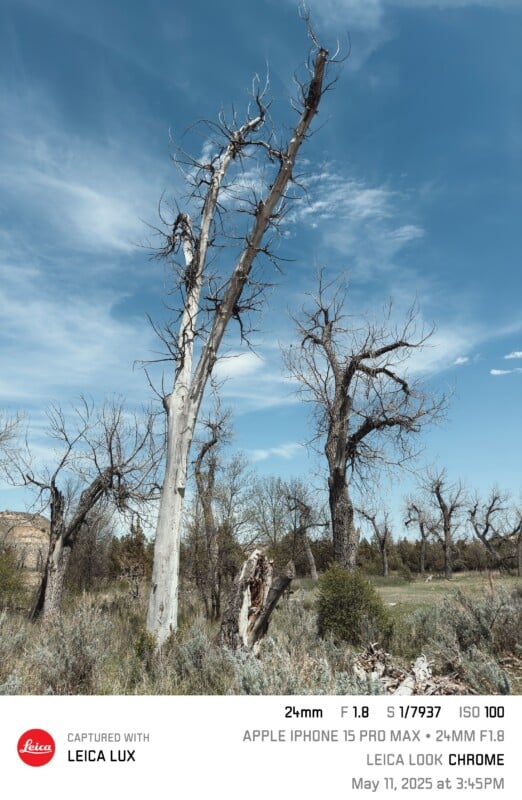 A leafless, weathered tree stands tall among sparse greenery and grass under a mostly cloudy sky, with a few other bare trees in the background. Photo details are labeled at the bottom.