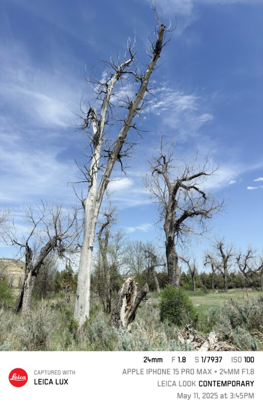 Tall, leafless trees stand among green shrubs and smaller trees under a bright, partly cloudy sky in a grassy field. Image info and camera details appear at the bottom.