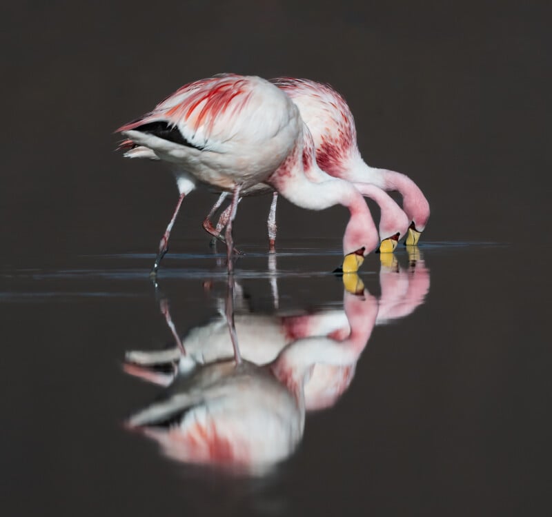 Two pink flamingos with yellow-and-black beaks stand in shallow water, bending down to feed, with their reflections visible on the dark, still surface.