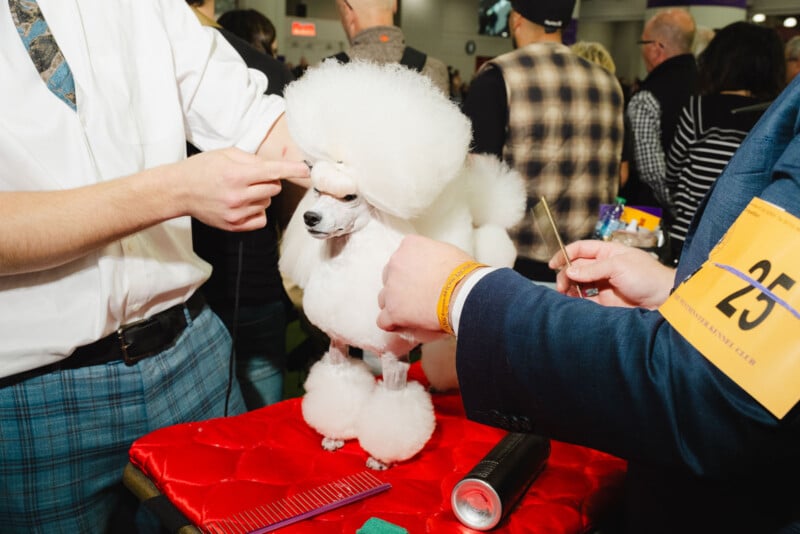 A white poodle with an elaborate haircut stands on a red table while two people prepare it for a show, one holding the dog's face and the other holding grooming tools. A crowd is visible in the background.