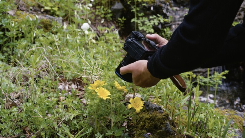 A person in a black sleeve holds a camera close to yellow wildflowers, preparing to take a photo in a lush, green outdoor setting.