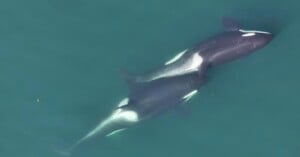 Two orcas swim closely together in clear blue-green water, viewed from above.