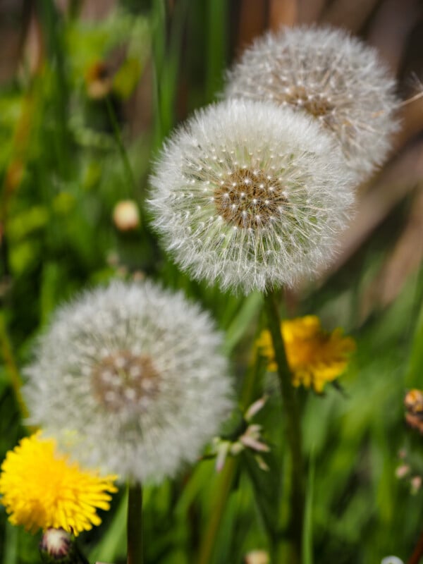 Close-up of three dandelion seed heads with white, fluffy tops, surrounded by blurred green grass and a few bright yellow dandelion flowers in the background.