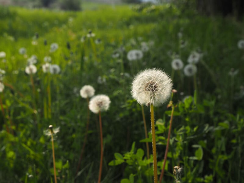 A close-up of a dandelion seed head in a green field, with several other dandelions and blurred grass in the background on a sunny day.