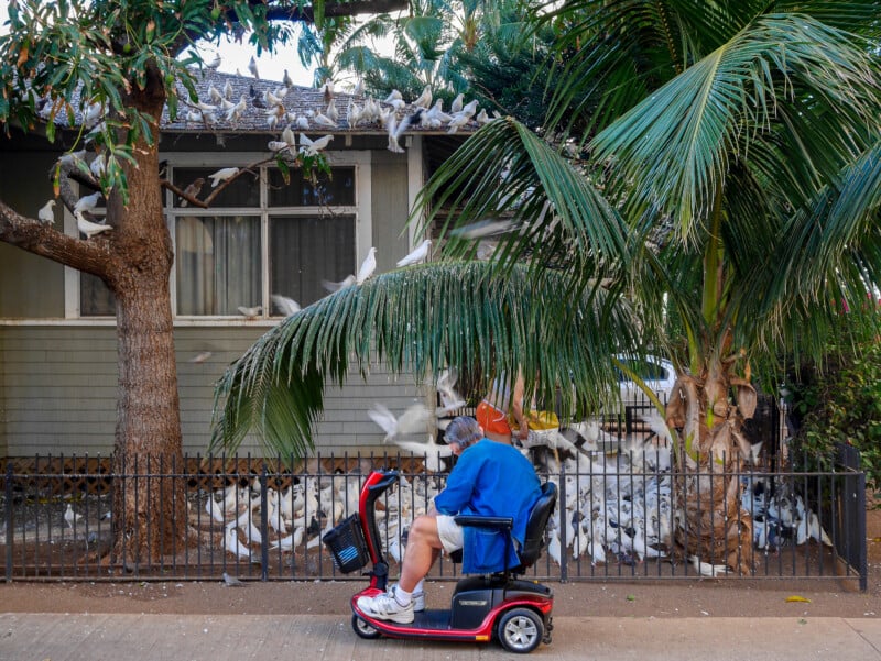 A person in a blue shirt rides a mobility scooter past a house with many white pigeons on the roof, windows, ground, and fence, surrounded by trees and palm fronds.