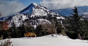 A fox walks across snowy ground in the foreground, with a snow-covered mountain peak and evergreen trees in the background under a partly cloudy sky.