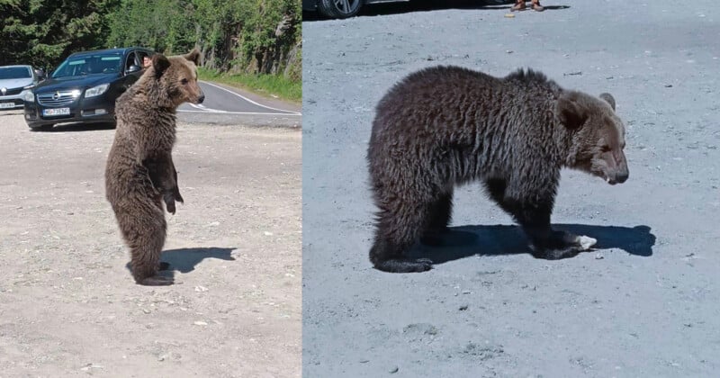 Two images of a brown bear cub: on the left, the bear stands on its hind legs near a road with cars in the background; on the right, it walks on all fours on a gravel surface.