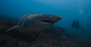 A large shark swims near the ocean floor while a scuba diver observes from a distance in the background, surrounded by blue water and rocky terrain.