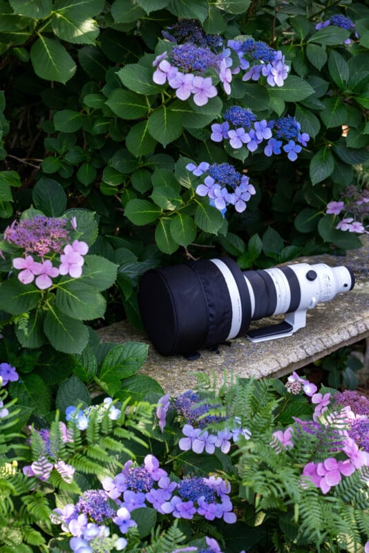 A large camera lens with a protective cover rests on a stone bench surrounded by blooming purple and pink hydrangeas and green foliage.