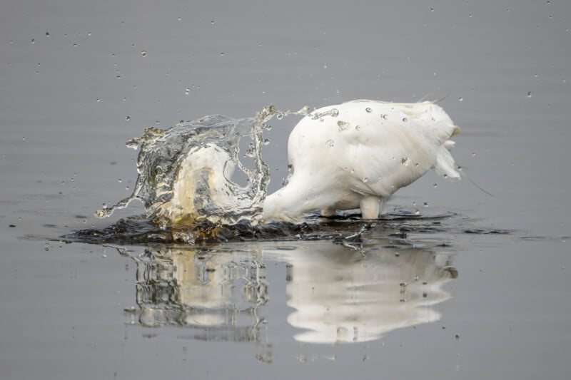 A white bird, possibly an egret, plunges its head into calm water, creating a dramatic splash and reflection on the surface. The bird's body is partially submerged and its head is hidden by the water.