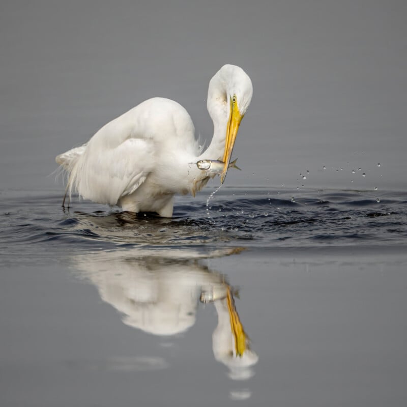 A white egret stands in calm water, holding a small fish in its beak, with water droplets splashing and its reflection visible below.
