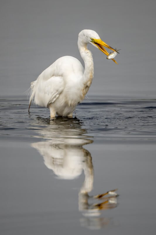 A white egret stands in shallow water, holding a small fish in its yellow beak, with its reflection visible on the calm surface.