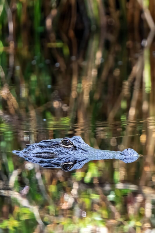 A partially submerged alligator's head is visible above the water, blending into its natural surroundings with greenery and reflections on the water’s surface.