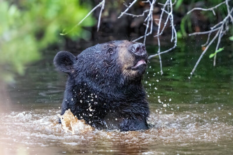 A black bear stands in a body of water, looking upward with its mouth slightly open as water droplets splash around its head. Green foliage frames the background.