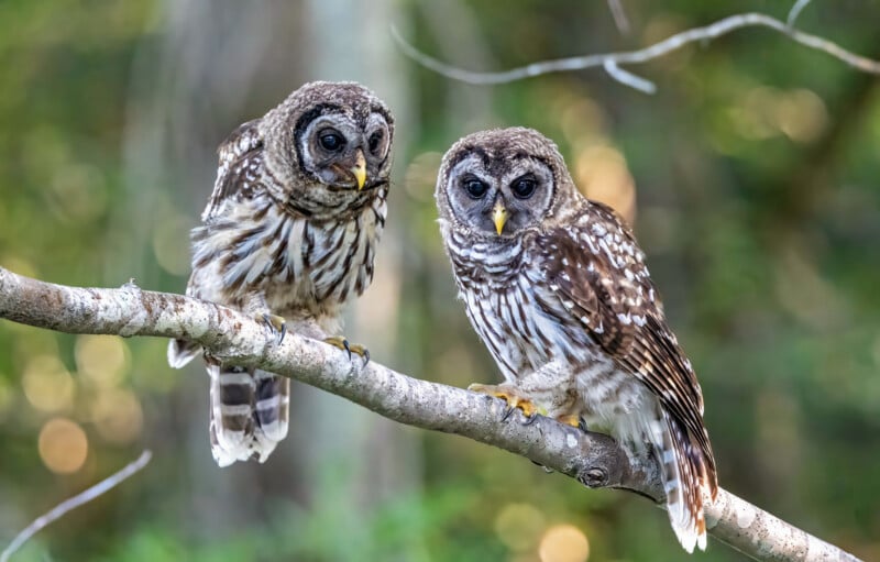 Two barred owls with brown and white feathers sit side by side on a tree branch, surrounded by a blurred green forest background. Both birds are facing forward, with large dark eyes and alert expressions.