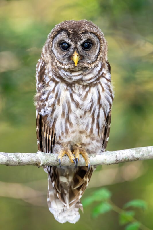 A barred owl with large dark eyes and brown-and-white striped feathers perches on a branch against a blurred green background.