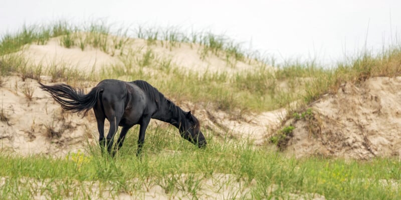 A black horse grazes on green grass in front of sandy dunes with sparse vegetation under a cloudy sky.