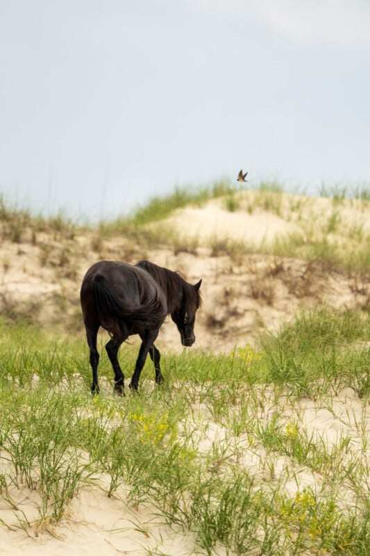 A black horse walks through grassy sand dunes under a cloudy sky, with a small bird flying above in the background.
