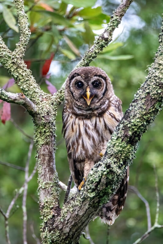 A barred owl with round, dark eyes and brown and white striped feathers perches on a mossy tree branch, surrounded by green foliage.