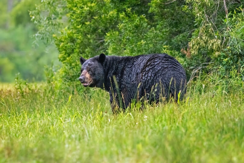 A large black bear stands in tall green grass with dense leafy trees in the background, looking slightly to the side with its mouth slightly open.
