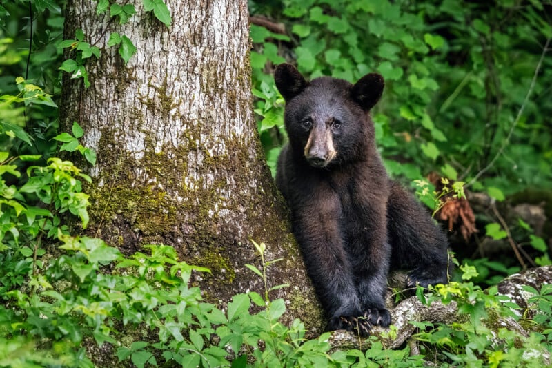 A black bear cub sits on the ground beside a tree trunk, surrounded by lush green foliage in a forest. The cub gazes toward the camera with a calm expression.