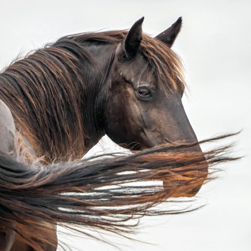 A close-up of a dark brown horse with a flowing mane and tail, looking back over its shoulder. The mane and tail are windswept, and the background is a soft, light blur.