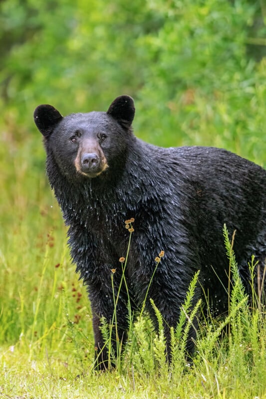 A wet black bear stands alert in a grassy meadow, surrounded by green foliage and tall plants, looking directly at the camera.