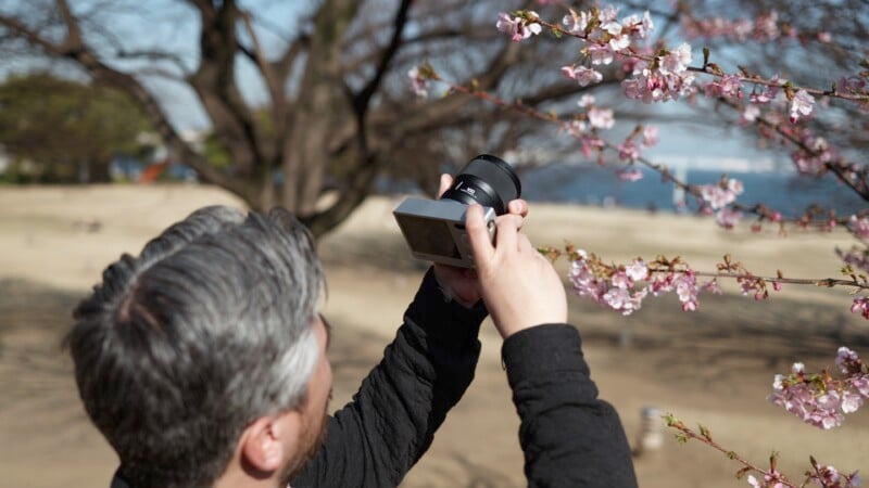 A person with gray hair is using a camera to photograph pink cherry blossoms on a tree branch. The background shows a sandy area with bare trees and a bright blue sky.