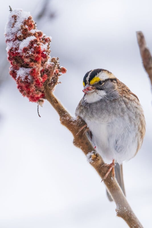 A small bird with a yellow streak on its head perches on a snow-covered branch next to red berries. The background is a soft blur of white, hinting at a snowy landscape.