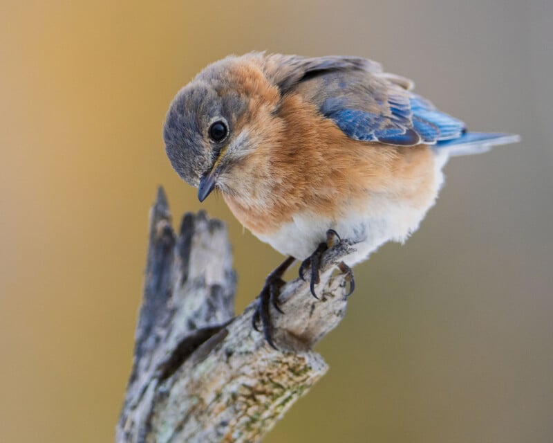 A small bird with blue wings, an orange-brown chest, and a grayish head perches on a dry branch. The background is softly blurred in warm tones, highlighting the bird’s vibrant colors and delicate features.