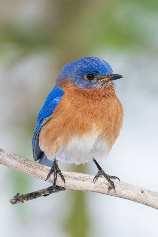 A small bird with bright blue wings, a rusty orange chest, and white underbelly perches on a thin branch. The background is softly blurred, highlighting the bird's vibrant colors.