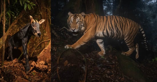 A black and brown Sumatran serow stands on the left, while an orange and black striped Sumatran tiger walks through a dense, dark forest on the right. Both animals are surrounded by trees and foliage.