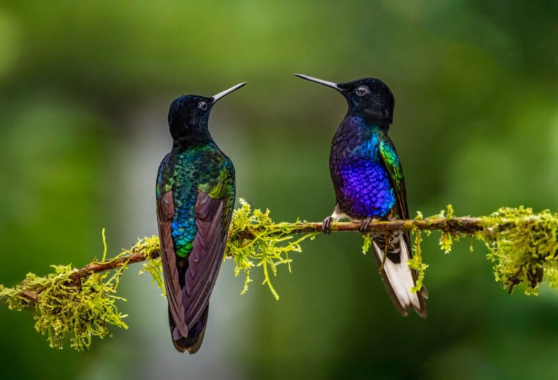 Two vibrantly colored hummingbirds with iridescent green, blue, and purple feathers perch on a moss-covered branch, facing each other against a blurred green background.