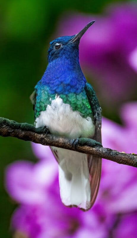 A vibrant hummingbird with blue, green, and white feathers perches on a branch, with a blurred background of bright pink and purple flowers.